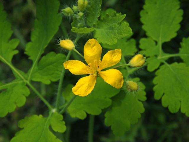 Vlaštovičník větší (Chelidonium majus L.) - pětičetný květ (9)