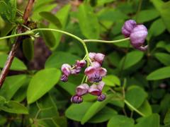 Akébie pětičetná (Akebia quinata (Houtt.) Decne)