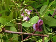 Akébie pětičetná (Akebia quinata (Houtt.) Decne)