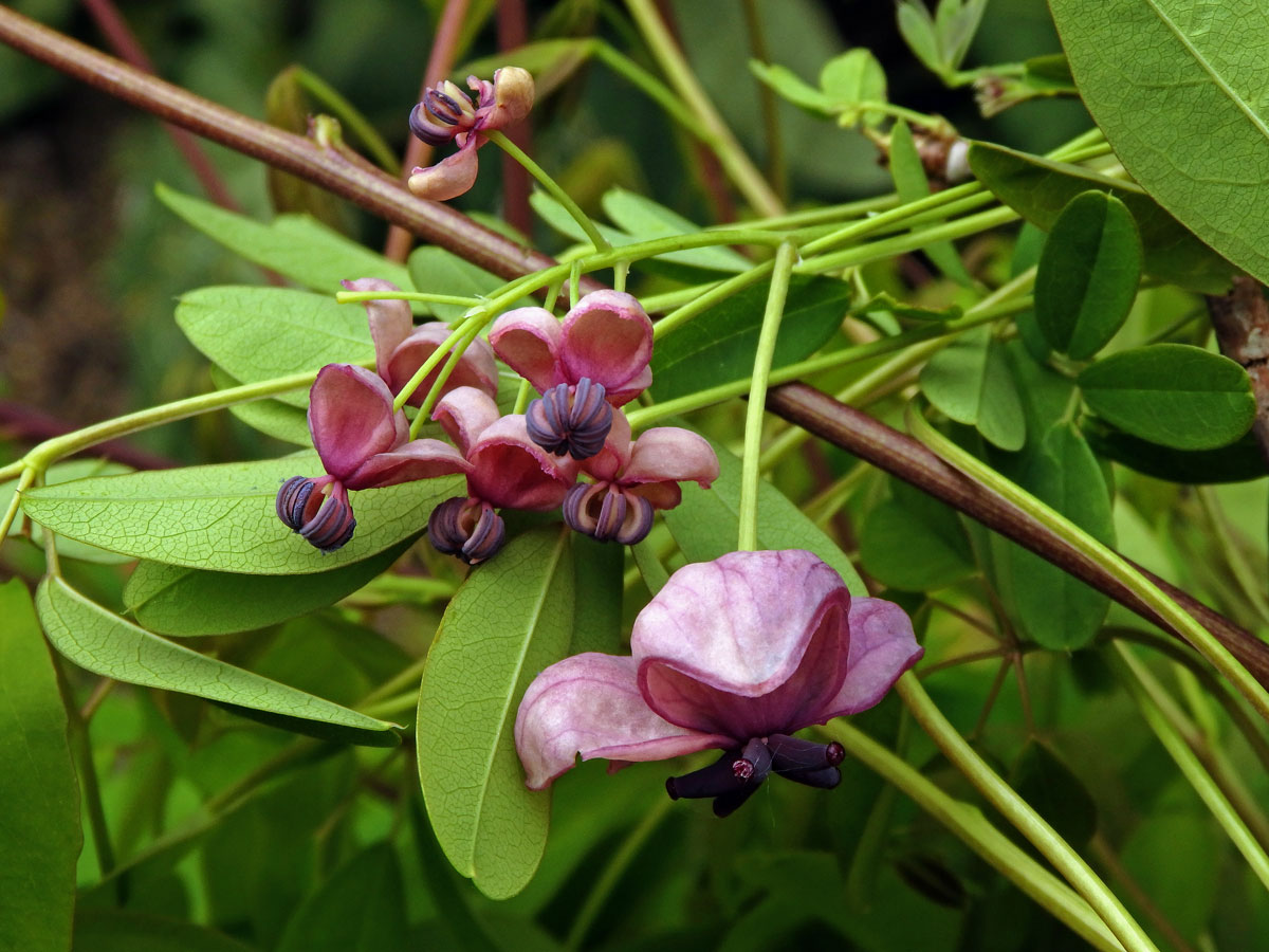 Akébie pětičetná (Akebia quinata (Houtt.) Decne)