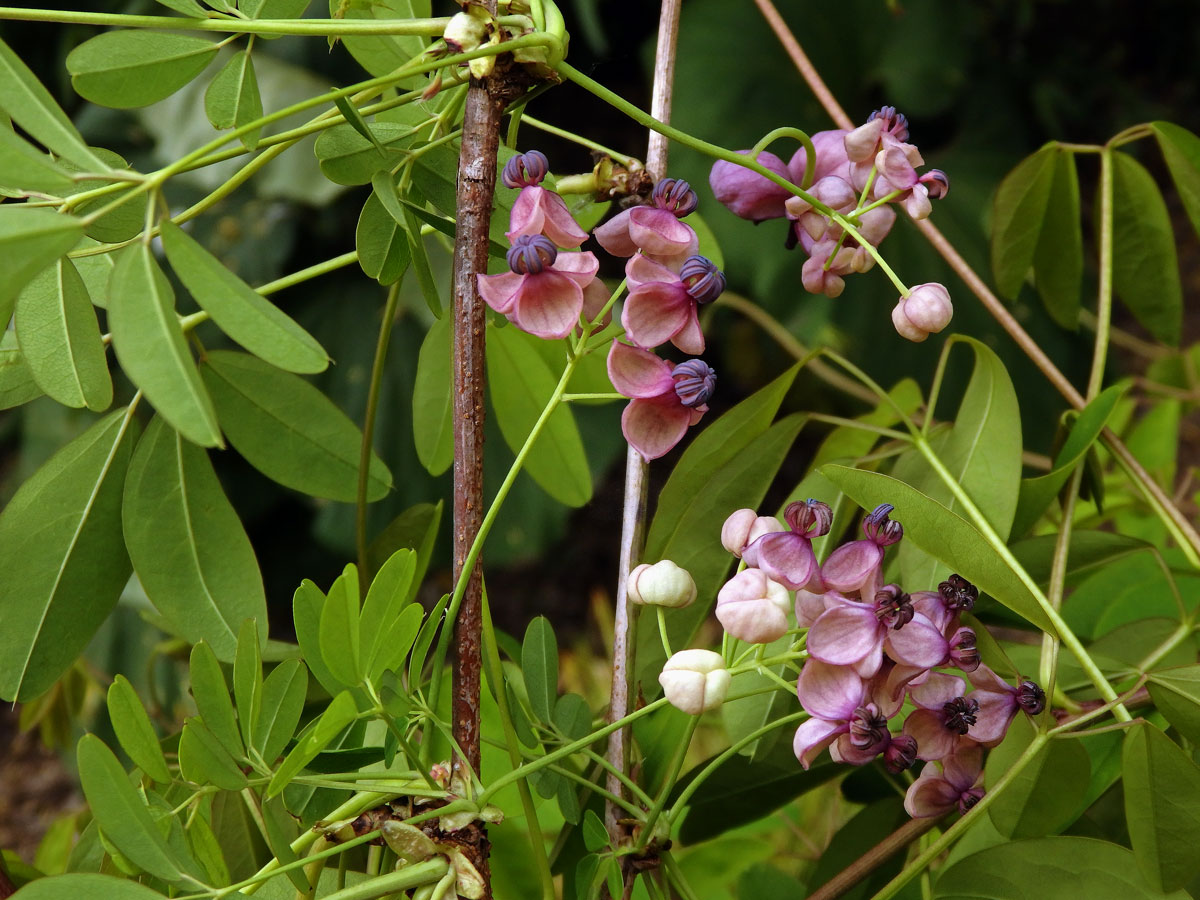 Akébie pětičetná (Akebia quinata (Houtt.) Decne)