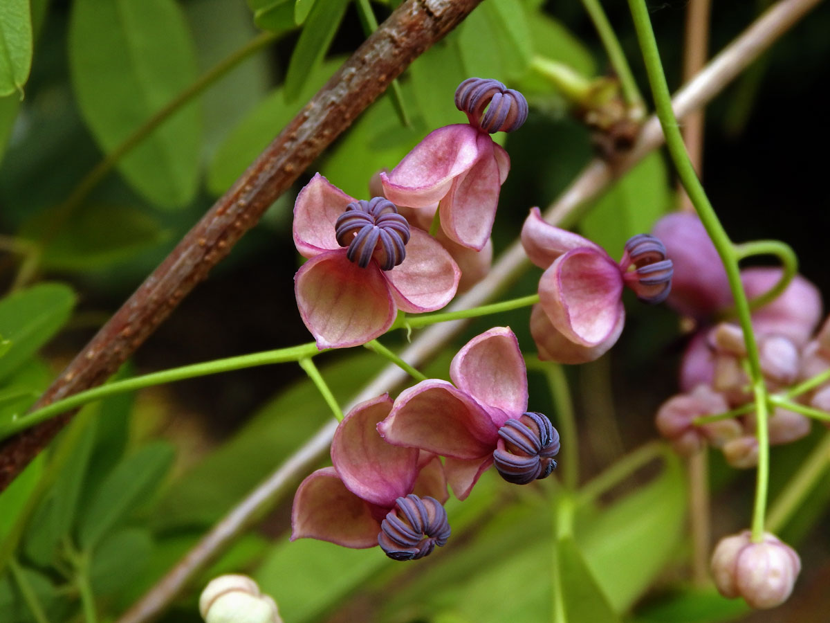 Akébie pětičetná (Akebia quinata (Houtt.) Decne)