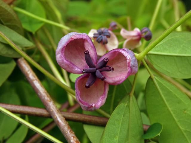 Akébie pětičetná (Akebia quinata (Houtt.) Decne)