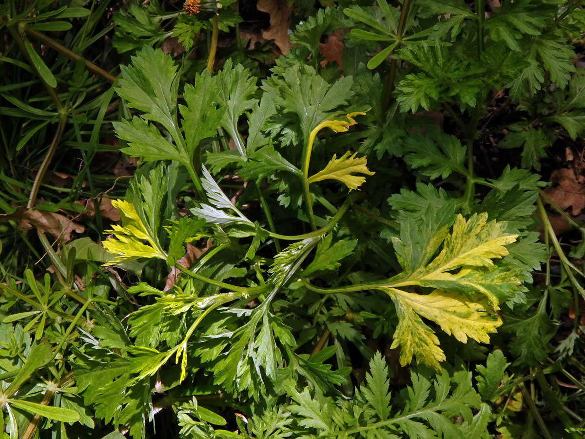 Chybění chlorofylu pelyňku černobýlu (Artemisia vulgaris L.) (1g)