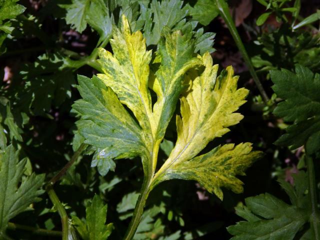 Chybění chlorofylu pelyňku černobýlu (Artemisia vulgaris L.) (1c)