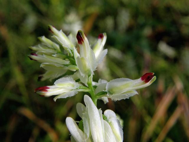 Zemědým popínavý (Fumaria capreolata L.)