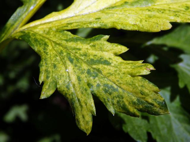Chybění chlorofylu pelyňku černobýlu (Artemisia vulgaris L.) (1h)