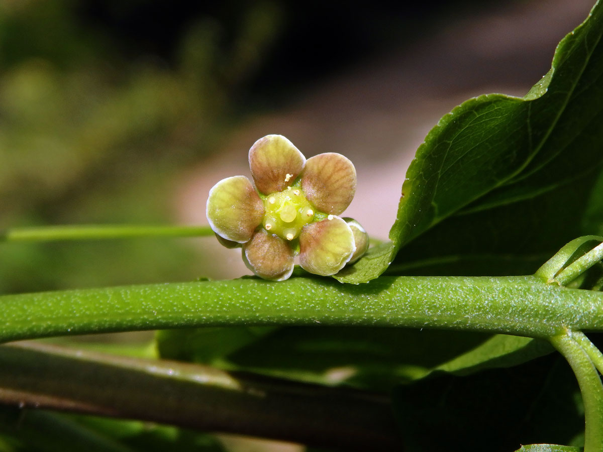 Brslen širokolistý (Euonymus latifolius (L.) Mill.), pětičetný květ (1)