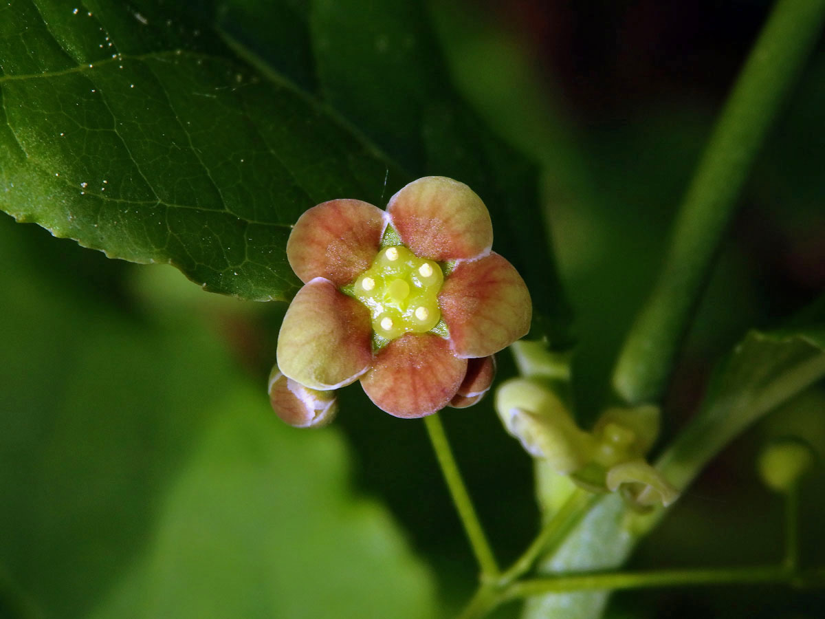 Brslen širokolistý (Euonymus latifolius (L.) Mill.), pětičetný květ (2)