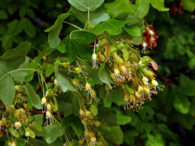 Javor francouzský (Acer monspessulanum L.)