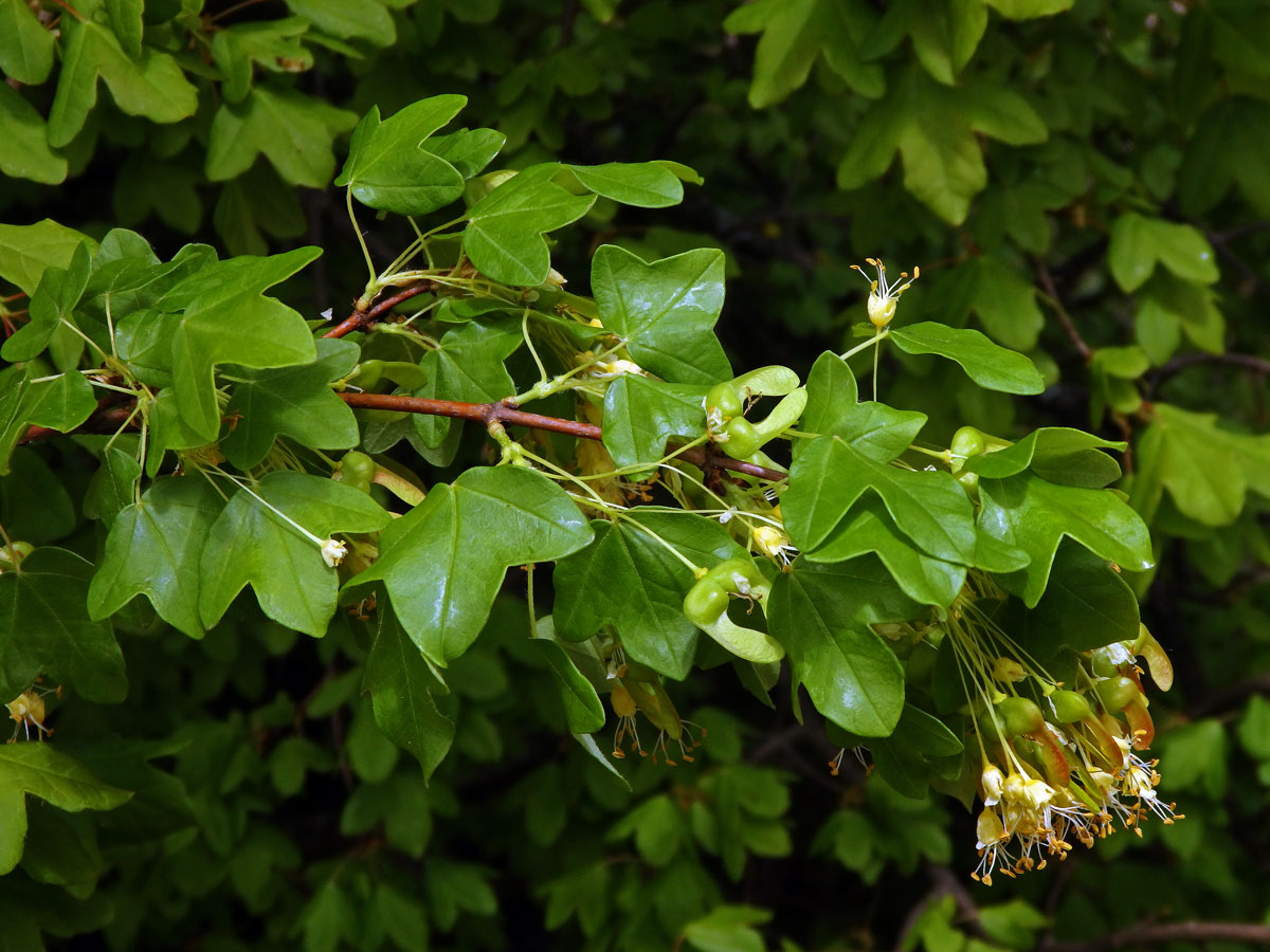 Javor francouzský (Acer monspessulanum L.)