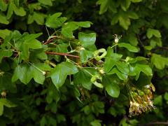 Javor francouzský (Acer monspessulanum L.)