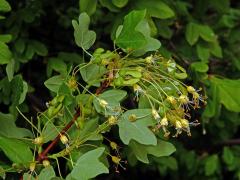 Javor francouzský (Acer monspessulanum L.)
