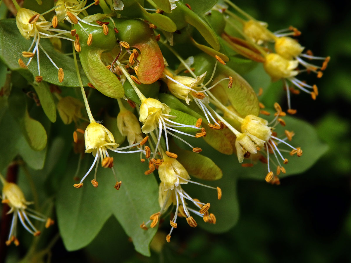 Javor francouzský (Acer monspessulanum L.)