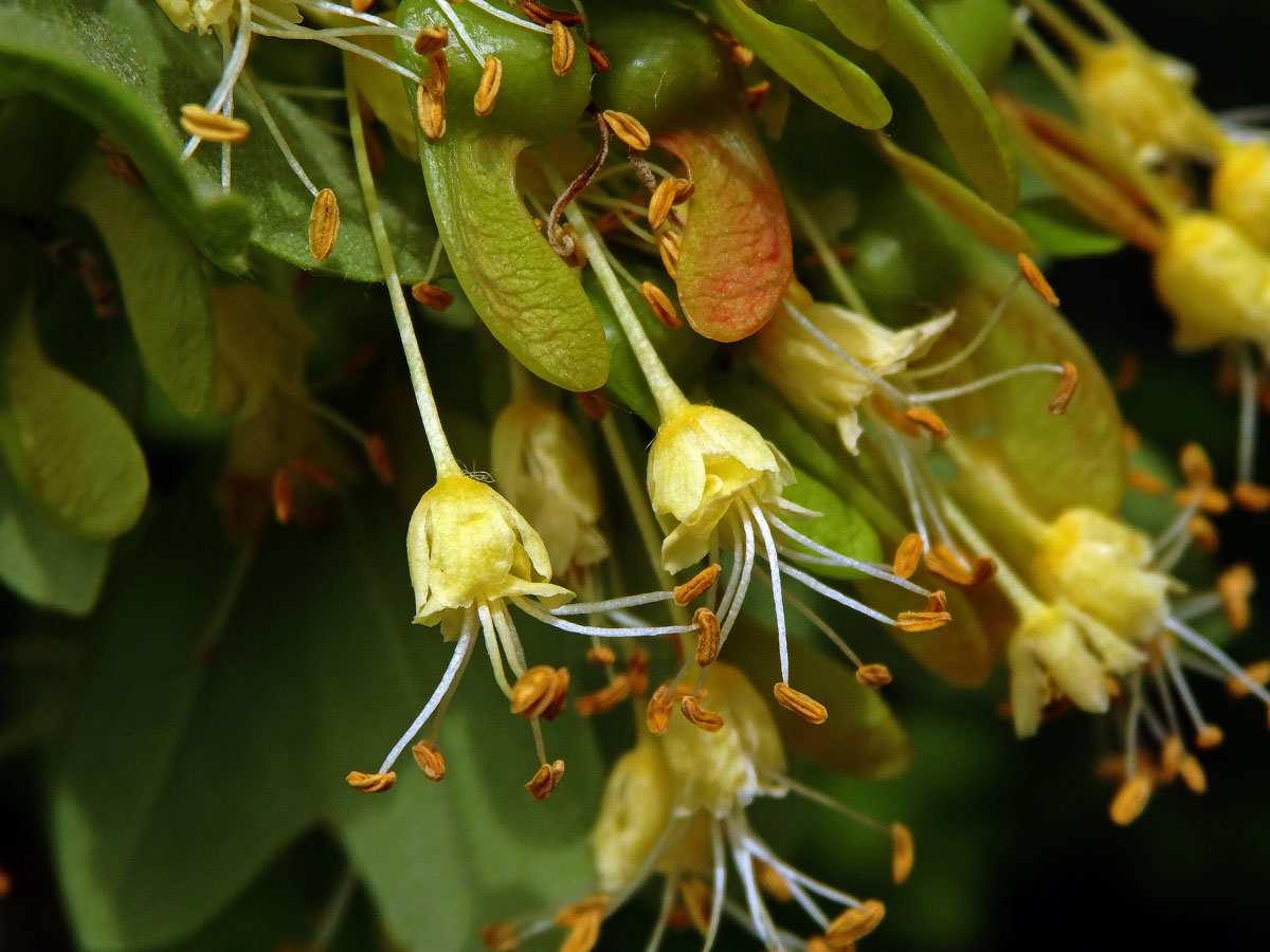 Javor francouzský (Acer monspessulanum L.)