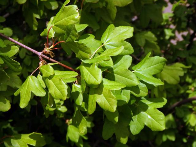 Javor francouzský (Acer monspessulanum L.)