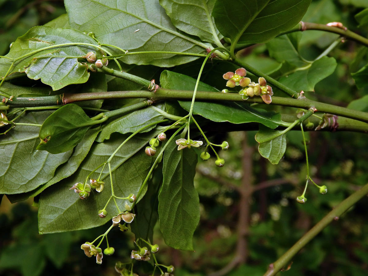 Brslen širokolistý (Euonymus latifolius (L.) Mill.)