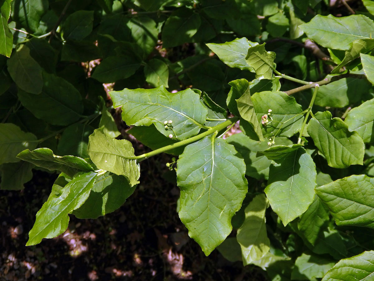 Brslen širokolistý (Euonymus latifolius (L.) Mill.)