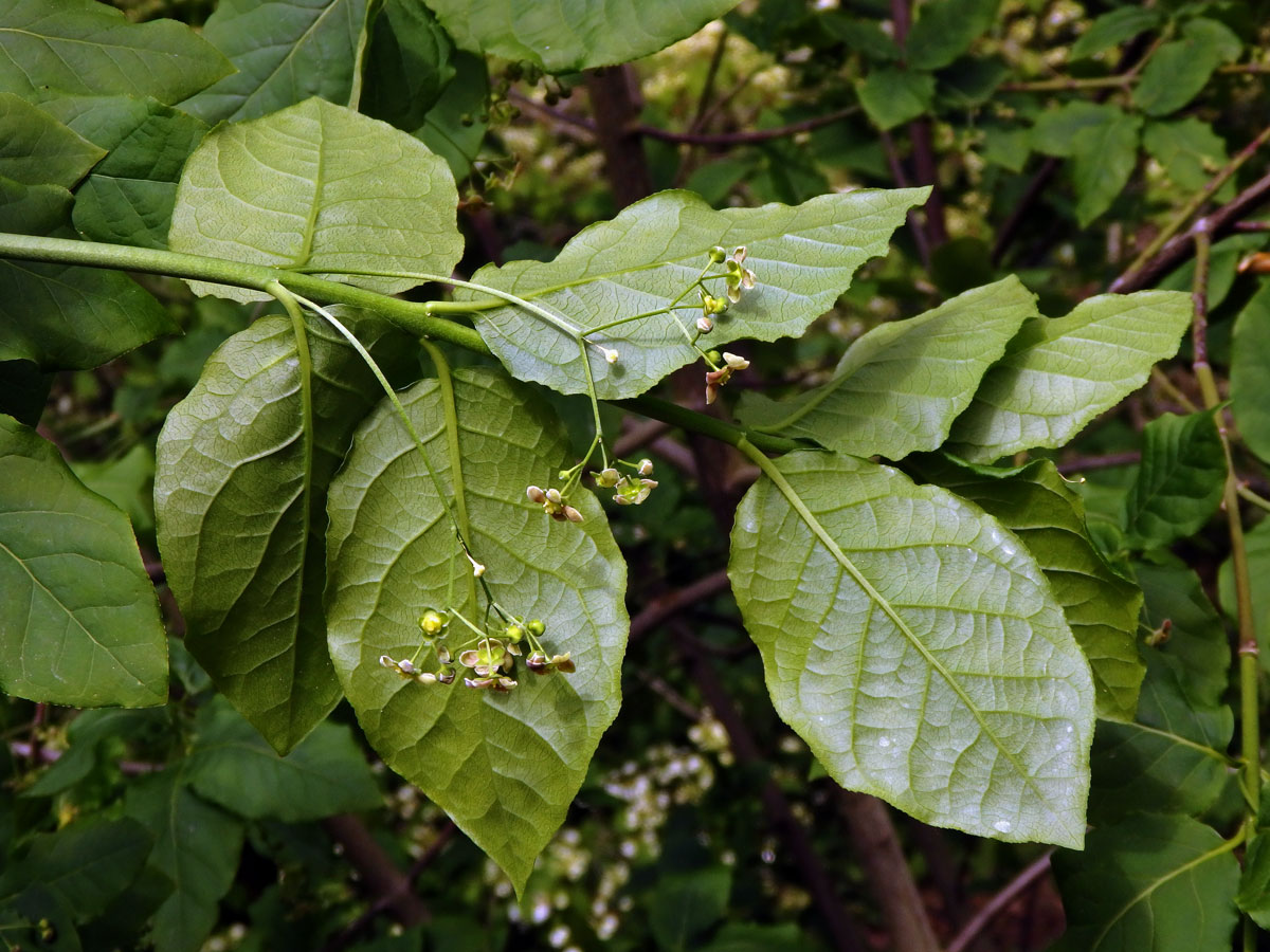 Brslen širokolistý (Euonymus latifolius (L.) Mill.)