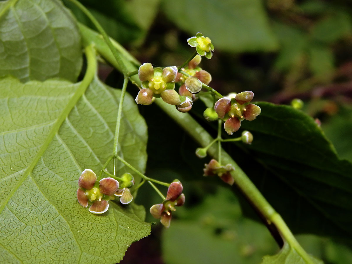 Brslen širokolistý (Euonymus latifolius (L.) Mill.)