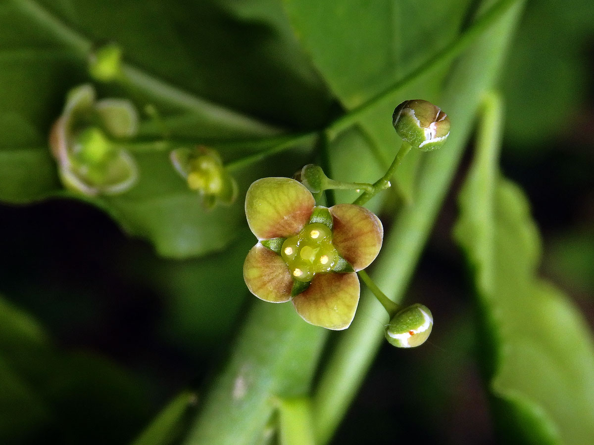 Brslen širokolistý (Euonymus latifolius (L.) Mill.)