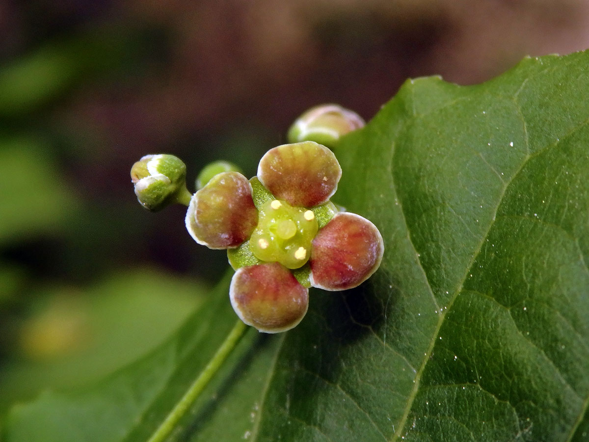 Brslen širokolistý (Euonymus latifolius (L.) Mill.)