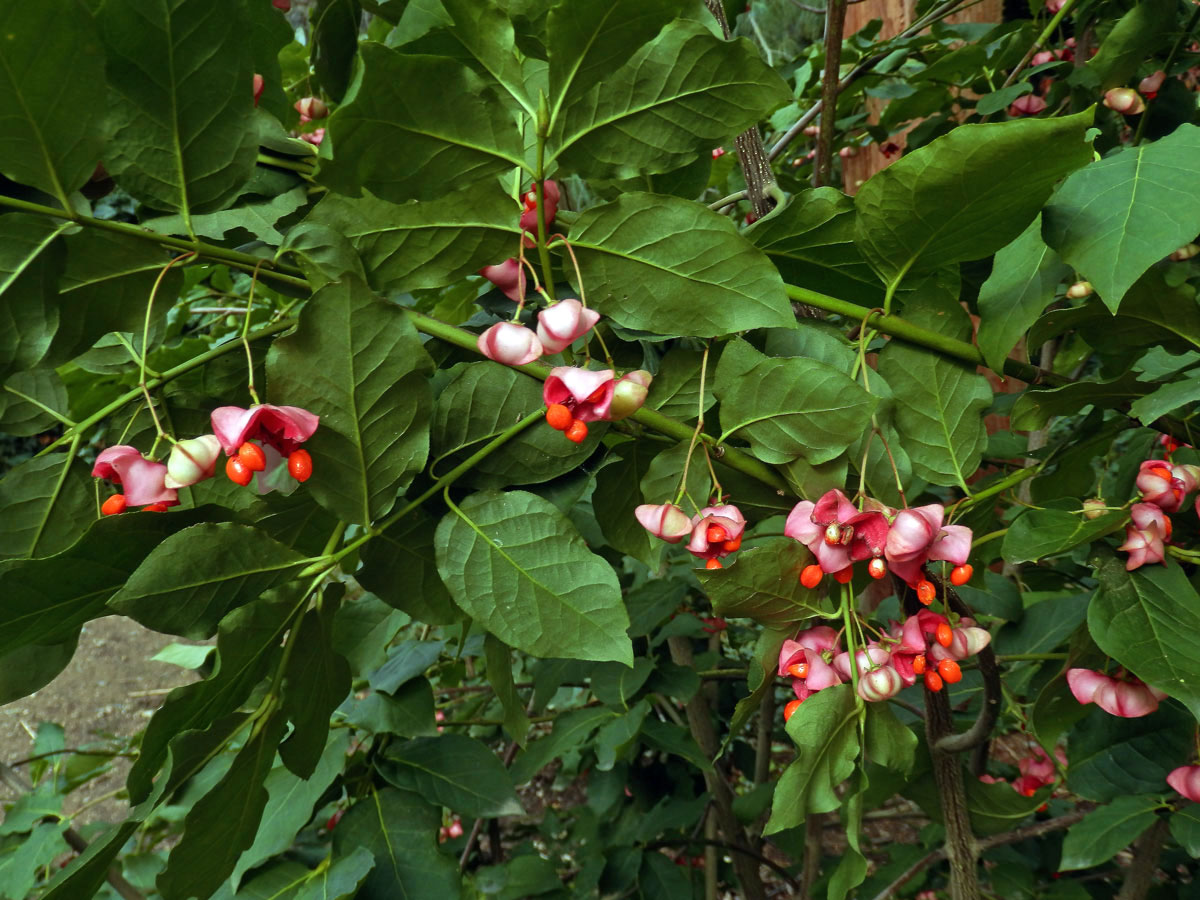 Brslen širokolistý (Euonymus latifolius (L.) Mill.)