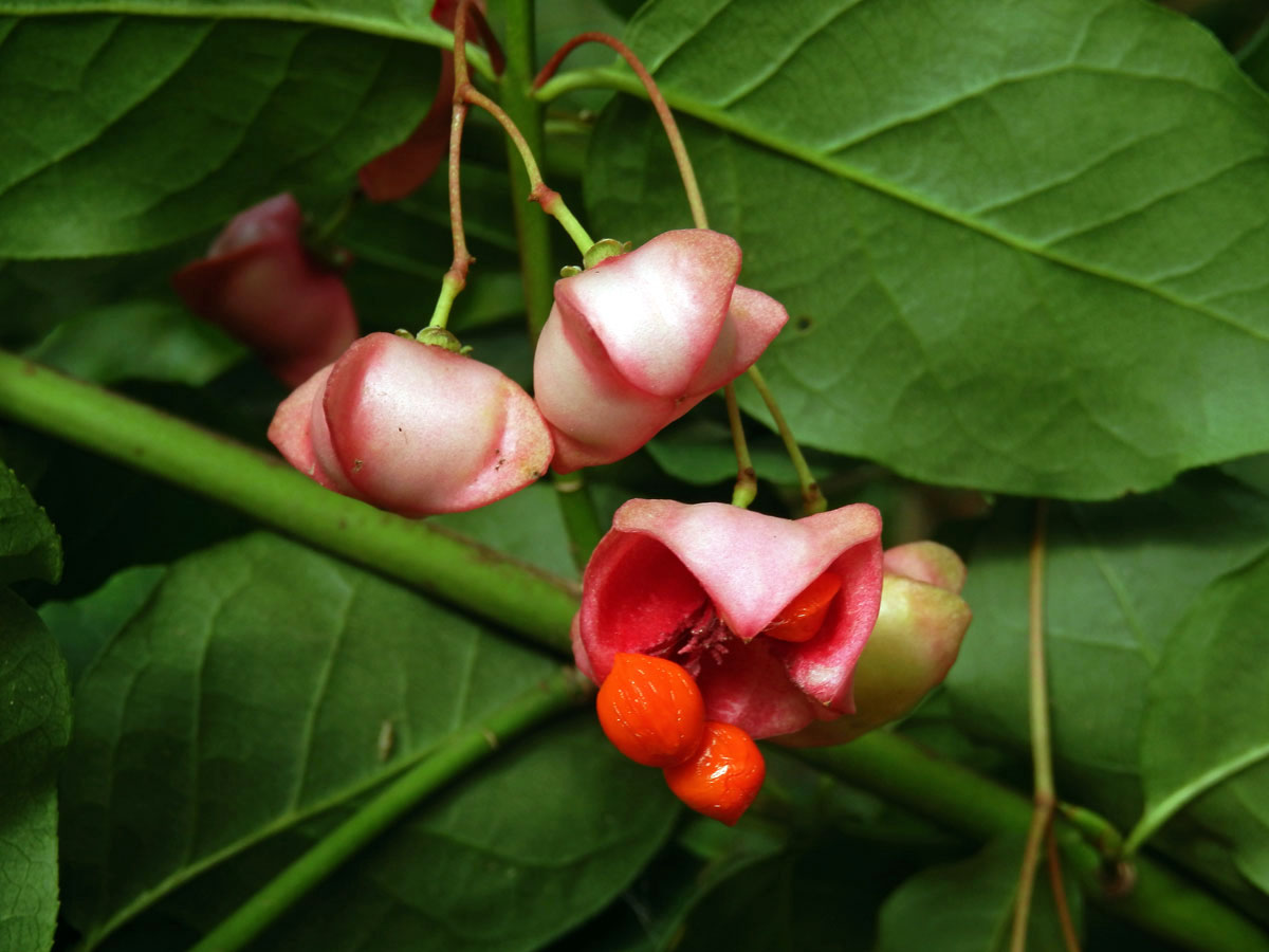 Brslen širokolistý (Euonymus latifolius (L.) Mill.)