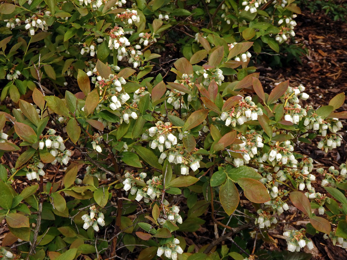 Brusnice chocholičnatá (Vaccinium corymbosum L.)