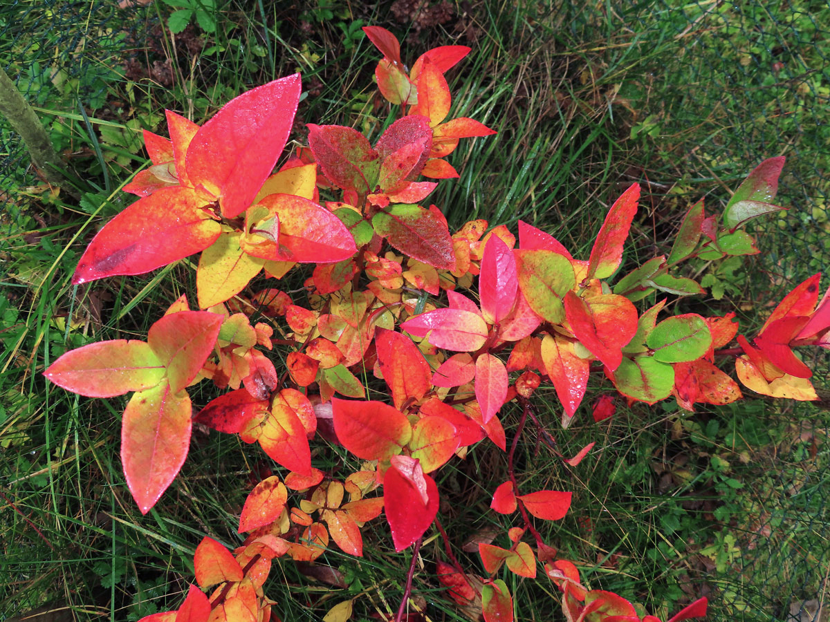 Brusnice chocholičnatá (Vaccinium corymbosum L.)