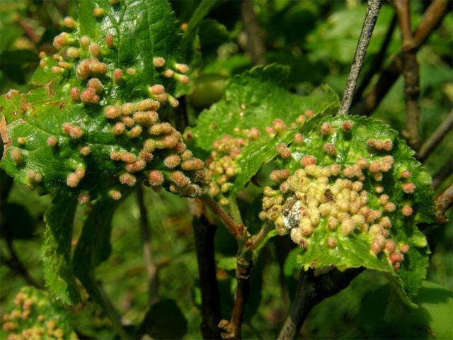 Hálky vlnovíka (Eriophyes padi prunianus), slivoň švestka