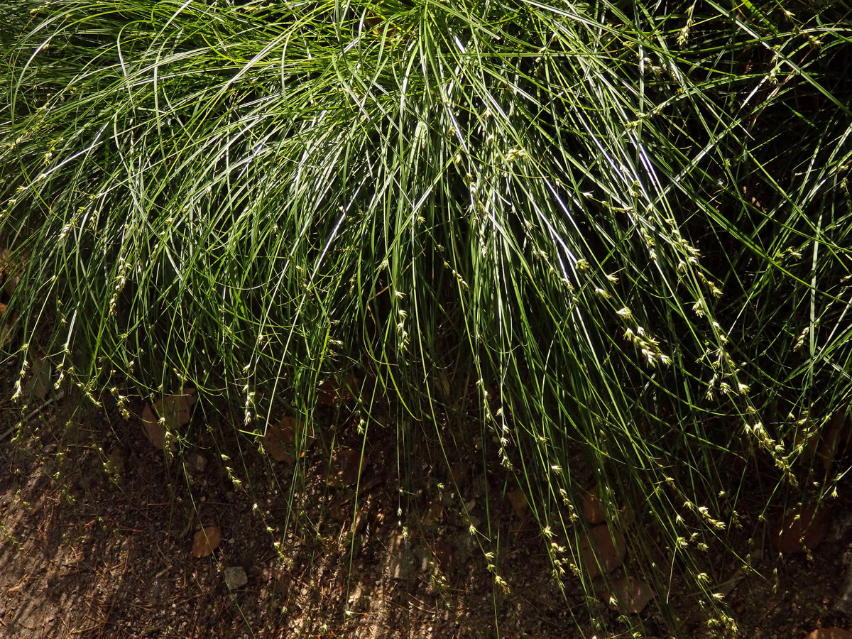 Ostřice přetrhovaná (Carex divulsa Stokes)