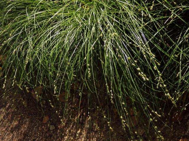 Ostřice přetrhovaná (Carex divulsa Stokes)