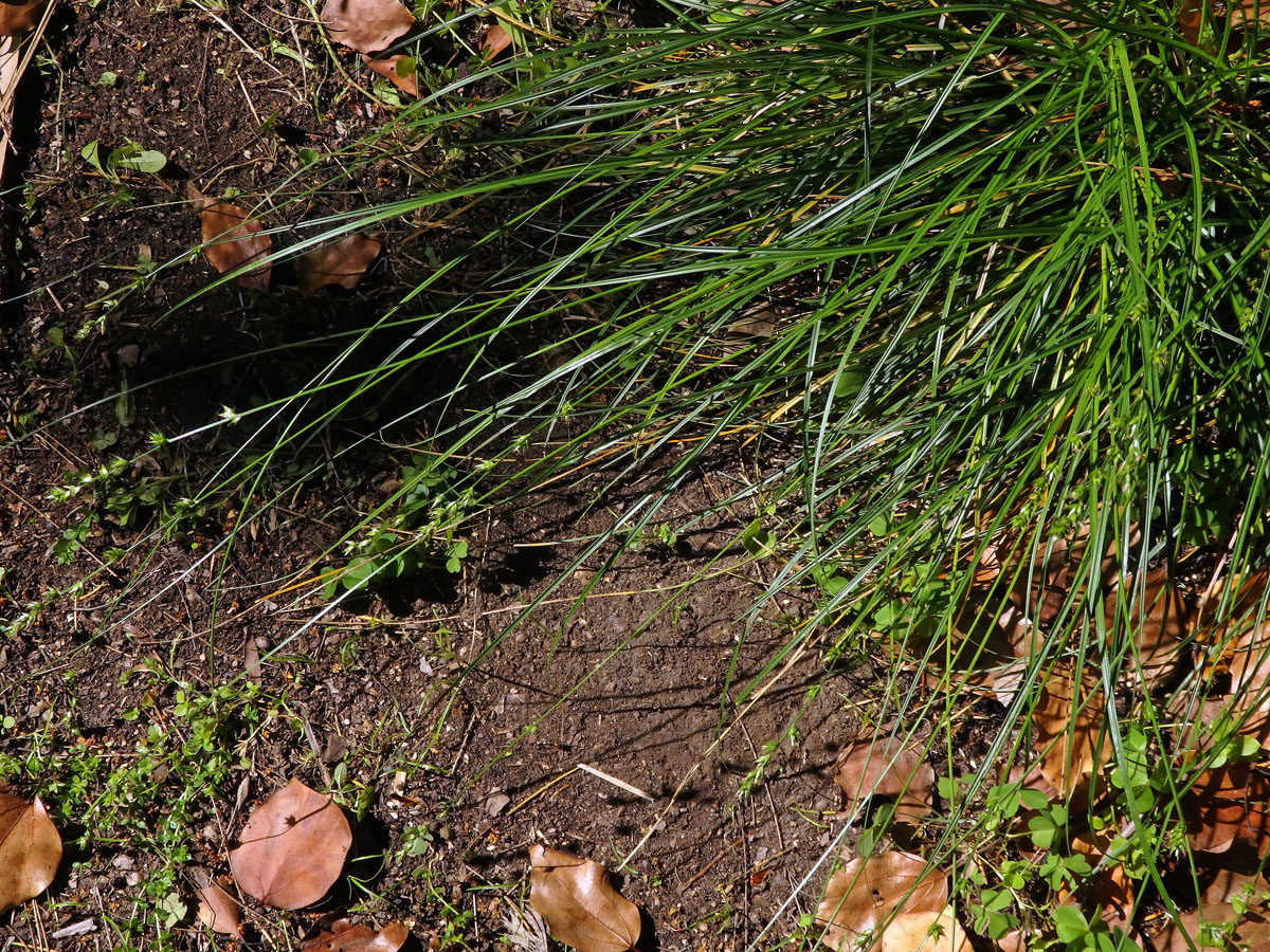 Ostřice přetrhovaná (Carex divulsa Stokes)