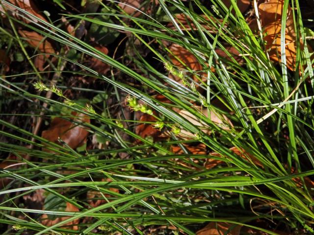 Ostřice přetrhovaná (Carex divulsa Stokes)