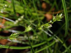 Ostřice přetrhovaná (Carex divulsa Stokes)