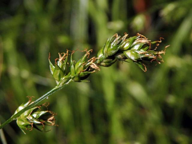 Ostřice přetrhovaná (Carex divulsa Stokes)