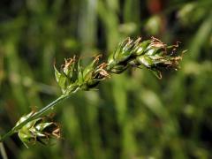 Ostřice přetrhovaná (Carex divulsa Stokes)