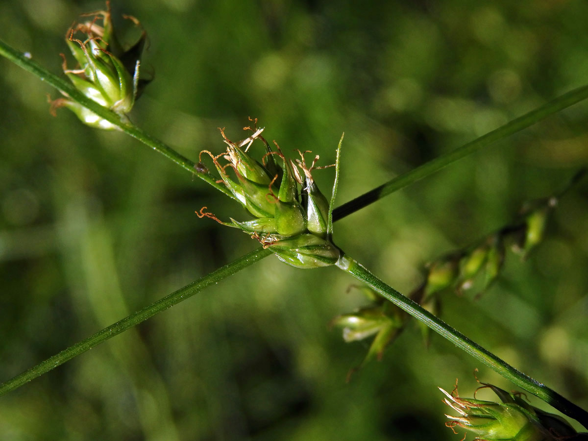 Ostřice přetrhovaná (Carex divulsa Stokes)