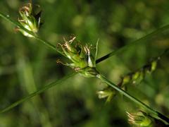 Ostřice přetrhovaná (Carex divulsa Stokes)