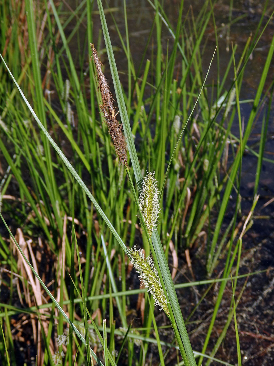 Ostřice měchýřkatá (Carex vesicaria L.)