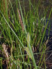 Ostřice měchýřkatá (Carex vesicaria L.)  