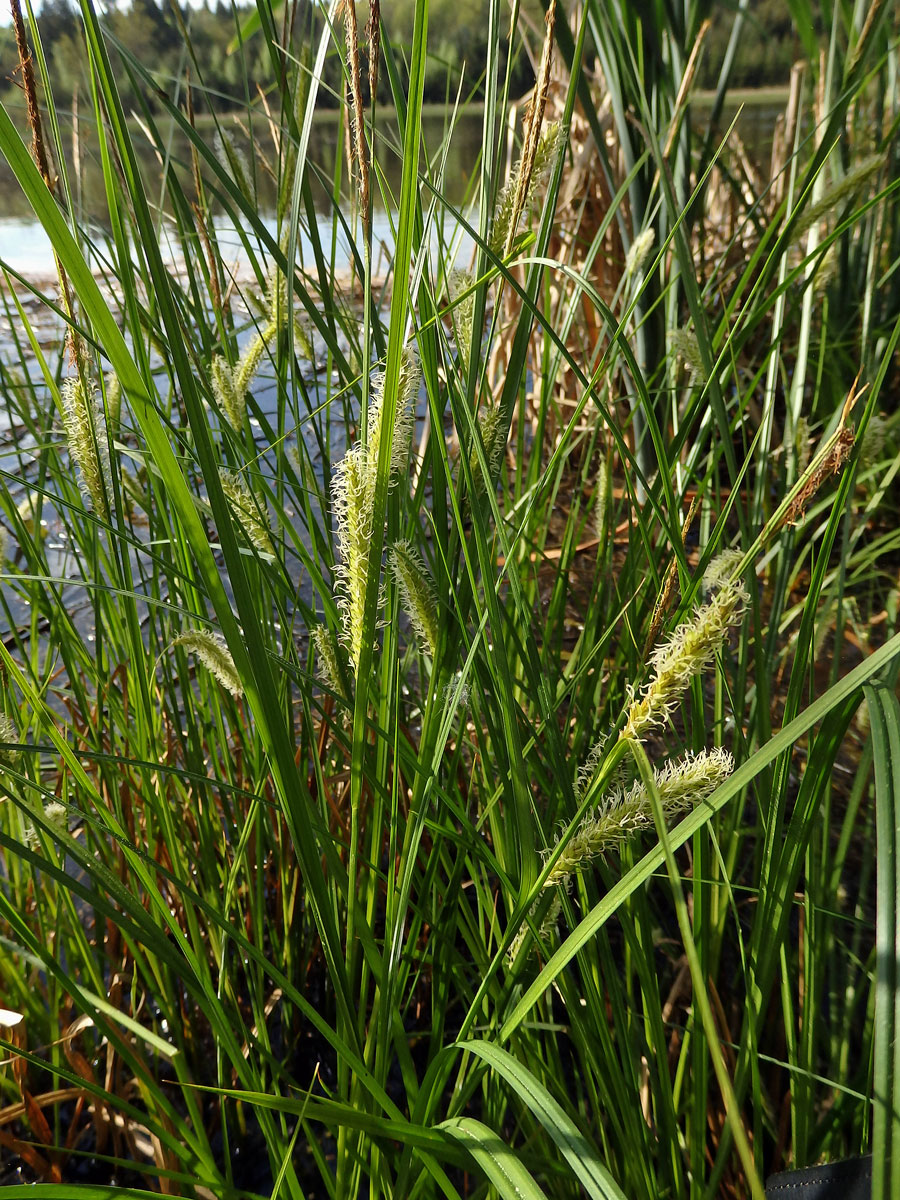 Ostřice měchýřkatá (Carex vesicaria L.)