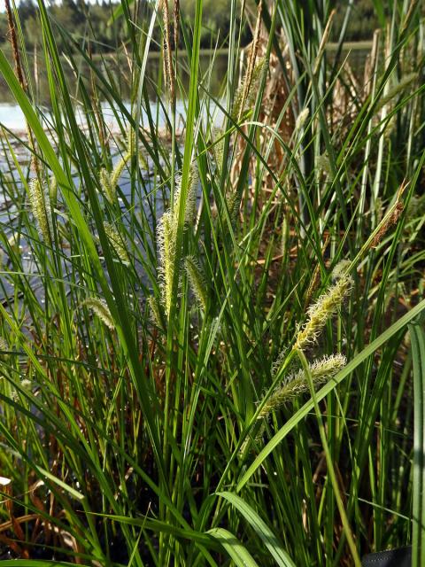 Ostřice měchýřkatá (Carex vesicaria L.)