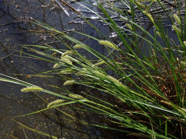 Ostřice měchýřkatá (Carex vesicaria L.)