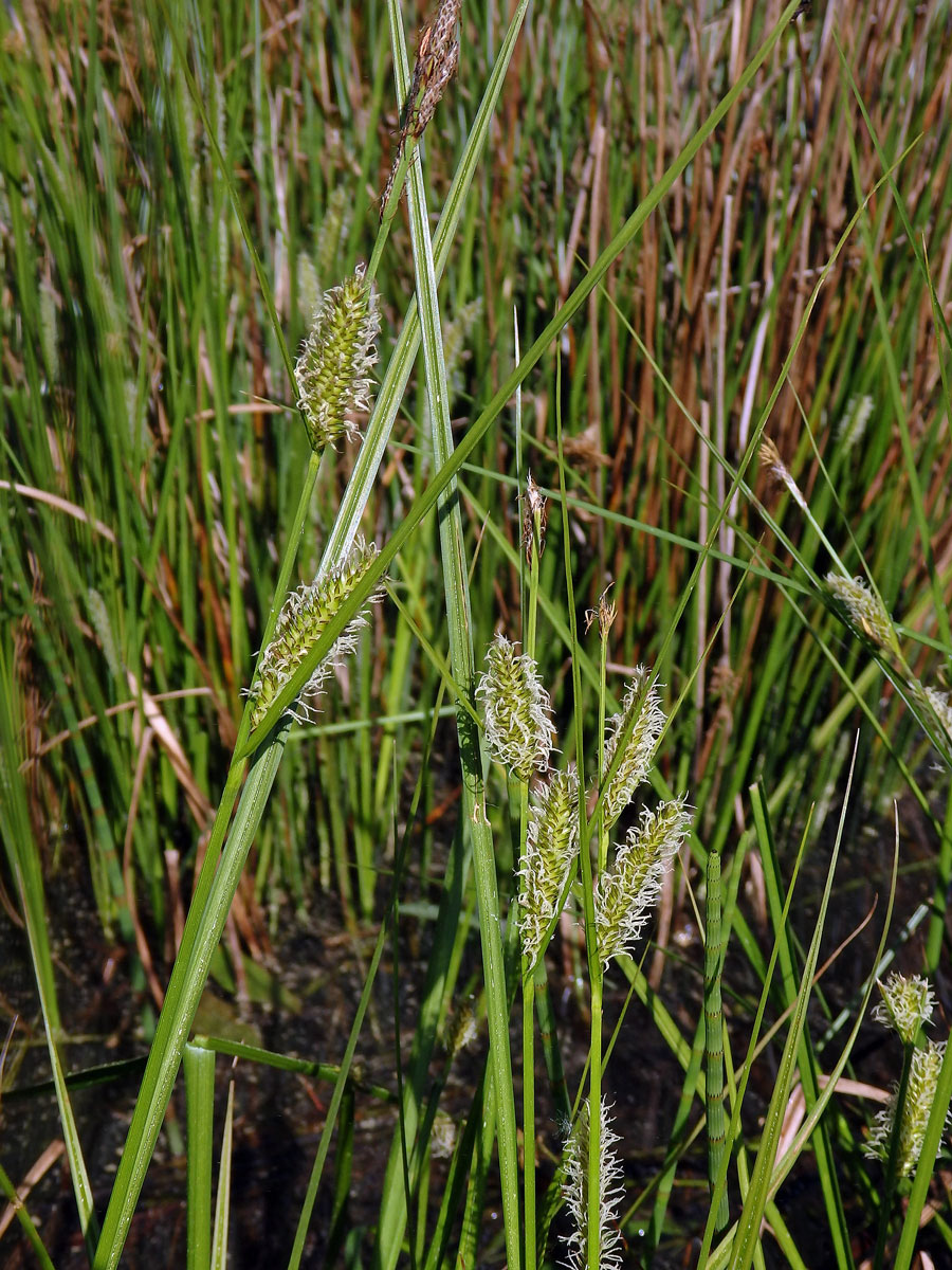 Ostřice měchýřkatá (Carex vesicaria L.)