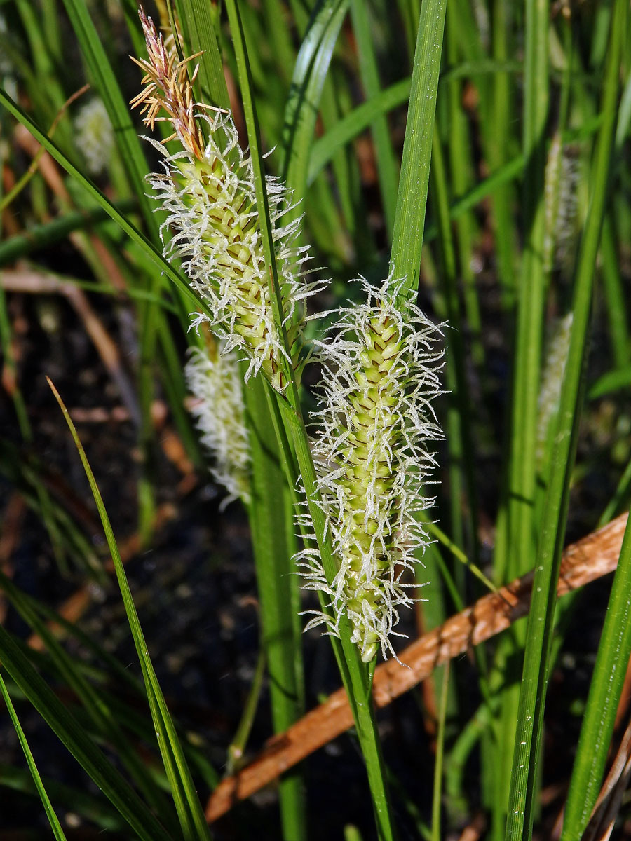 Ostřice měchýřkatá (Carex vesicaria L.)