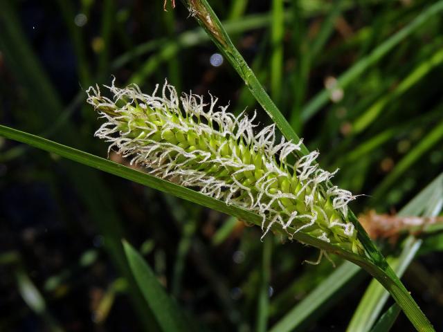 Ostřice měchýřkatá (Carex vesicaria L.)