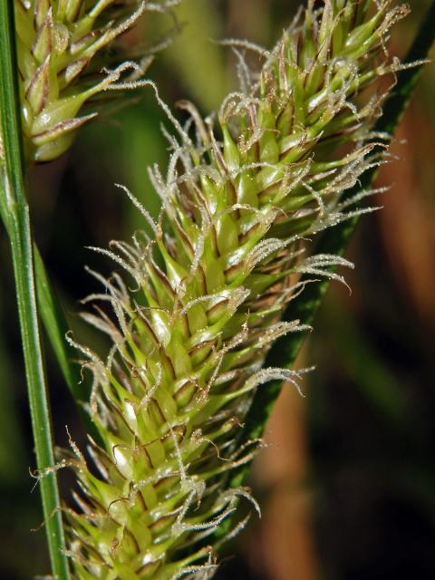 Ostřice měchýřkatá (Carex vesicaria L.)