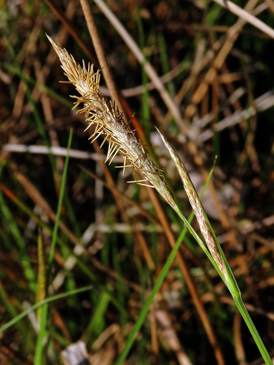 Ostřice měchýřkatá (Carex vesicaria L.)